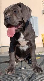 Cucciola di cane corso