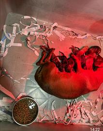 Bassotto kaninchen 20 giorni maschio e femmina