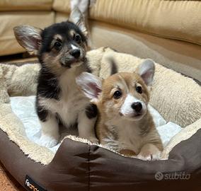 Cuccioli di welsh corgi pembroke