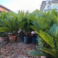 Cycas in vaso 