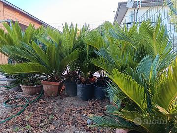 Cycas in vaso 