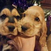 Cocker spaniel inglese pedigree nero focato