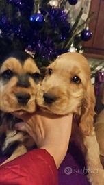 Cocker spaniel inglese pedigree nero focato