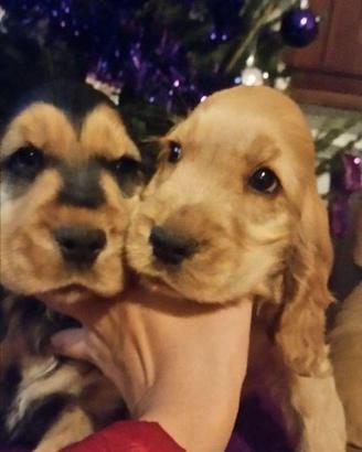 Cocker spaniel inglese pedigree nero focato