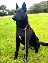 Black malinois