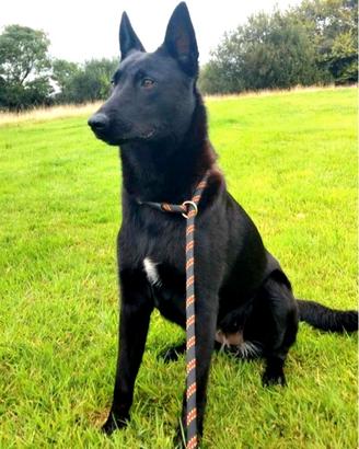 Black malinois