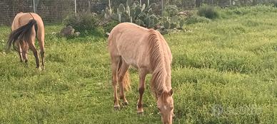 Cavallo