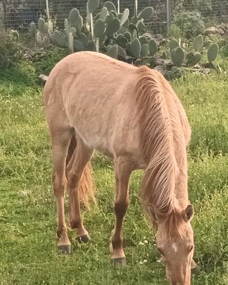 Cavallo