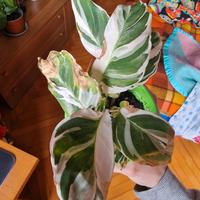 Calathea 'White Fusion'