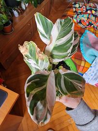 Calathea 'White Fusion'