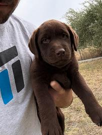Cucciole Labrador