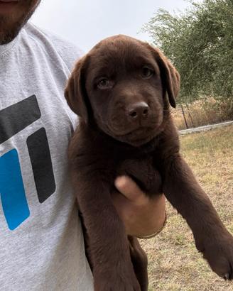 Cucciole Labrador