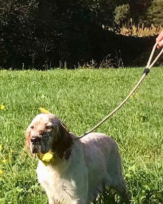 Setter Inglese