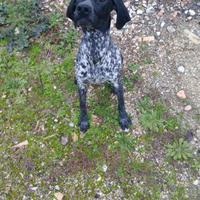 Bracca pointer