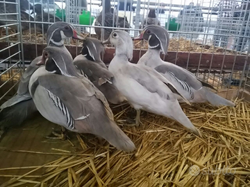 Anatre Carolina silver