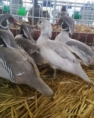 Anatre Carolina silver