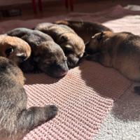 Cuccioli di lupo cecoslovacco