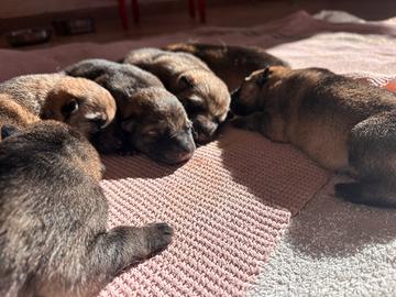 Cuccioli di lupo cecoslovacco