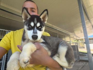 Siberian husky con pedigree
