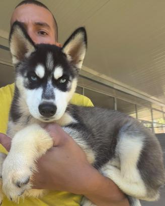 Siberian husky con pedigree