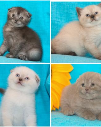 Scottish fold, Scottish straight