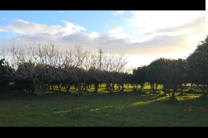 Agrumeto con autonomia irrigua + uliveto e arancet