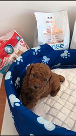 Barboncino Toy Red - Autorizzato ASL ANCHE 24 RATE