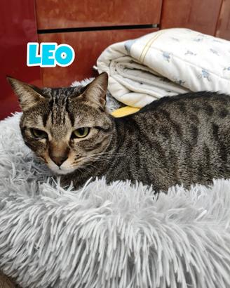 Leo gatto tigrato di due anni