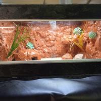 terrario per rettili 