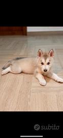 Cuccioli Siberian Husky - Animali In vendita a Palermo