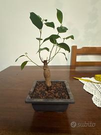 bonsai di Ficus Retusa (Microcarpa)