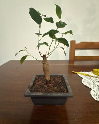 bonsai di Ficus Retusa (Microcarpa)