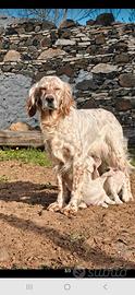 Setter inglese