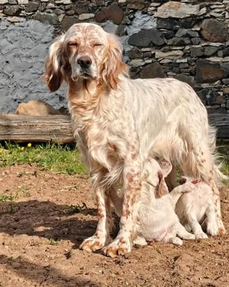 Setter inglese