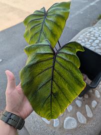 Colocasia Pharaon Mask