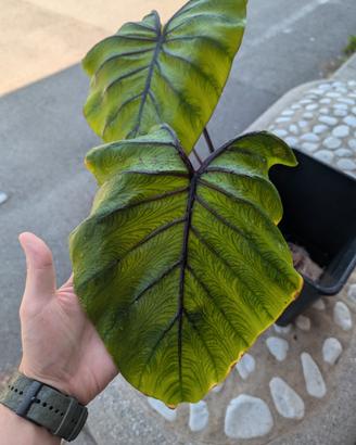 Colocasia Pharaon Mask