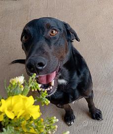 Cagnolino taglia media