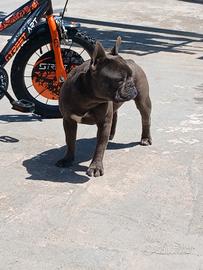 Bulldog francese femmina