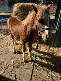 Pony Welsh