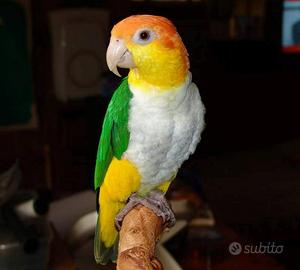 Caicco testa Gialla - pulli