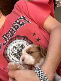 Cucciolo Cavalier King