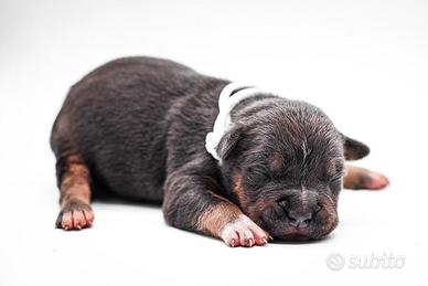 American pitbull terrier