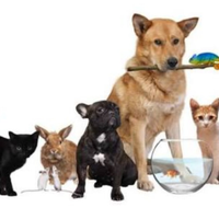 Pet sitter per i tuoi animali
