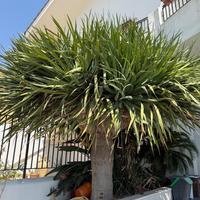 Dracena drago
