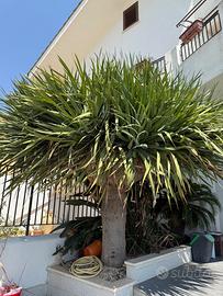 Dracena drago