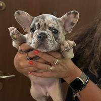 Bulldog francese