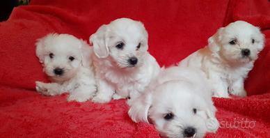 Maltese toy