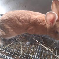 Amanti animali