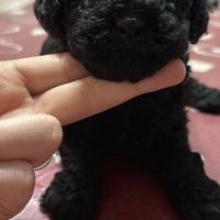 Barboncino Barboncina