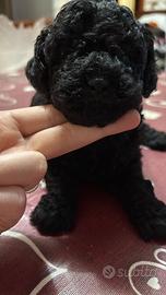 Barboncino Barboncina